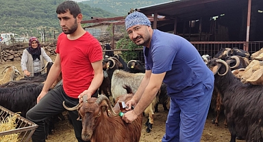 Sındırgı İlçe Tarım ve Orman Müdürlüğü Aşılama ve Küpeleme Yapıyor