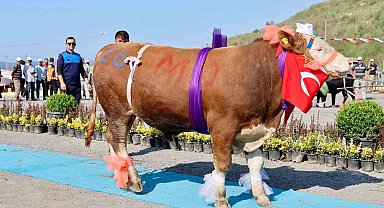 Sultangazi'de "En Güzel Kurban Yarışması" düzenlendi