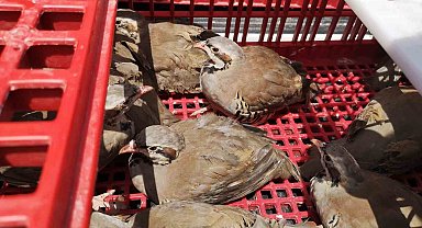 Süneyle mücadele için doğaya 2 bin keklik salındı