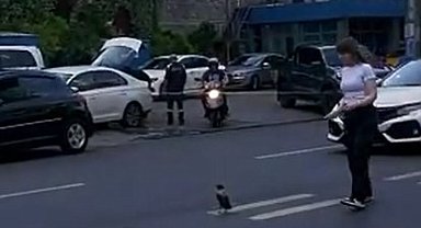 Trafiği Durdurup Yardım Etmek İstedi, Karganın Saldırısına Uğradı