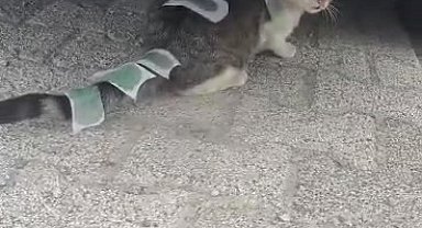 Üsküdar'da vücuduna ağda bantları yapıştırılan kedi şaşkına çevirdi