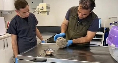 Yaralı Baykuş Doğa Koruma Ve Milli Parklar Yetkililerine Teslim Edildi   