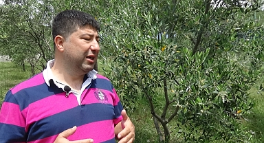 Zeytin Üreticisinin Gözü Haziran Yağmurlarında     