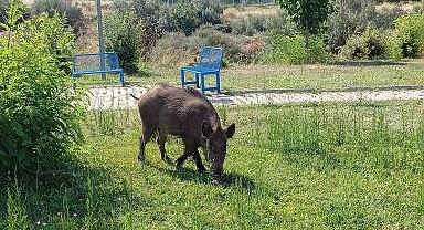 Acıkan domuzlar şehre indi