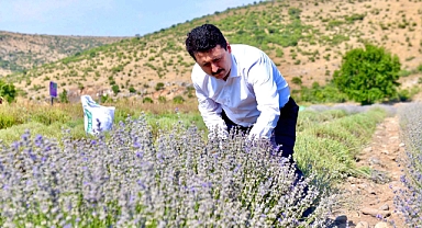 ALTIEYLÜL'DE LAVANTA HASADI BAŞLADI