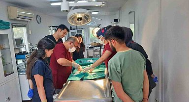 Araç çarpan kedi yapılan operasyonla hayata tutundu