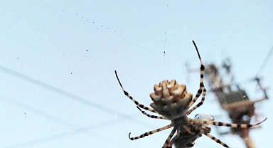 Ayvalık’ta Dünyanın En Zehirli Örümcek Türlerinden Biri Görüntülendi 