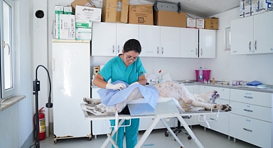 Ayvalık'taki Can Dostlarımız Güvende