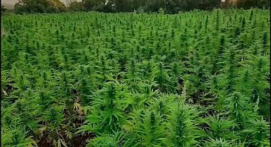 Bakan Yerlikaya 16 milyon kök kenevir bitkisi ele geçirildiği duyurdu