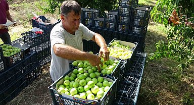 Bayramiç beyazı üreticinin yüzünü güldürdü