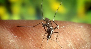 Belli özelliklere sahipseniz sivrisinekler tarafından ısırılmanız kaçınılmaz