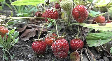 Bursa'da çilek üreticisine şok...Geçen yıl 18 liraydı, bu yıl 5 lira