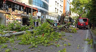 Bursa'da kökleri çürüyen asırlık çınar ağacı devrildi