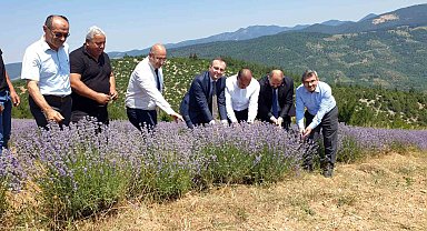 Bursa'nın dağlarında yetişen lavantaların hasadı başladı