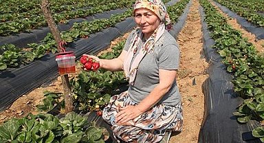 Çanakkale'de sirke sineği zararlısıyla tuzakla mücadele