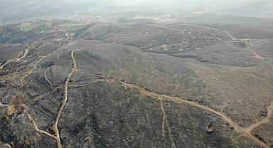 Çanakkale'deki orman yangınlarında 3 bin 500 futbol sahası büyüklüğünde alan yandı