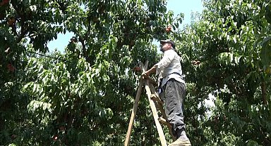 Coğrafi işaretli Bursa şeftalisinin hasadı başladı... Rekolte sıkıntısı var