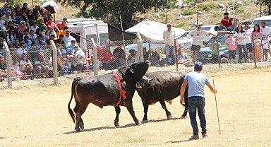 Demir telleri aşan boğalar seyircilerin arasına daldı