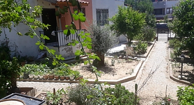 Edremit’te Aç Kalan Tilkiler Şehre İndi 