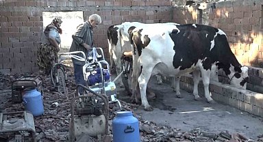 İneklerinin sütünü yanan hayvan damından başka yerde sağamıyor