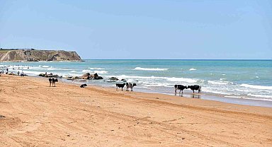 İstanbul'da sıcaktan bunalan inekler, vatandaşlarla aynı plajda serinledi