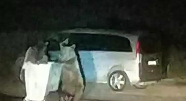 Karnı acıkan ayı ailesi yemek bulmak için piknik alanına indi