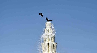 Sıcaktan Bunalan Kargalar Süs Havuzunda Serinledi