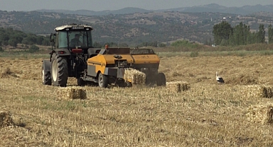Sındırgı’nın Simgesi Sağdıç Leylek Ekin Tarlasında Görüntülendi   