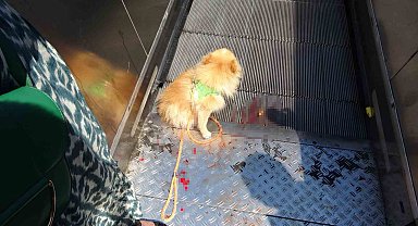 Taksim'de Köpek Yürüyen Merdivene Sıkıştı