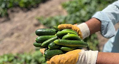 Tarladan sofraya coğrafi işaretli Çubuk Turşusu'nun hikayesi