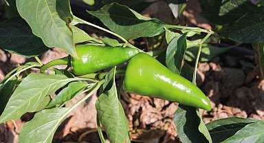 Urfa isotuna rakip çıktı: Aslanlar biberi