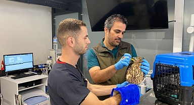 Yaralı Bulunan Bayağı Çakır Kuşu Tedaviye Alındı 