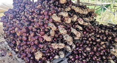 Yöre Halkının 'Balık Soğanı' Tescillendi, Ününe Ün Kattı  