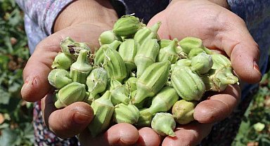 'Yeşil altın'da hasat sürüyor