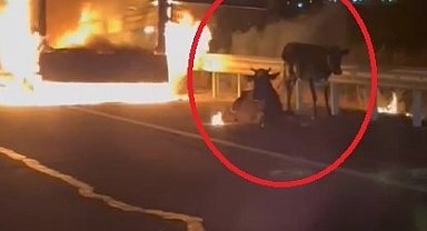 Alev topuna dönen kamyonetin arkasında inekler istifini bozmadan oturdu