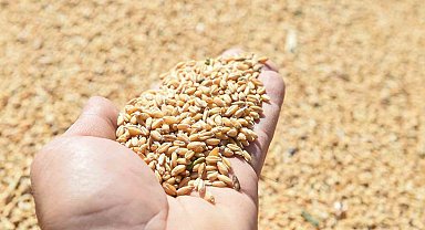 Altındağlı çiftçilerin mahsul sevinci