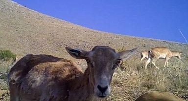 Anadolu yaban koyunu sayısı hızla artıyor