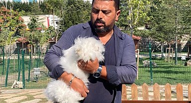 Ankara tavşanından Türkiye'de sadece 25 tane kaldı