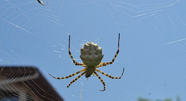 Ayvalık’ta Dünyanın En Zehirli Örümcek Türlerinden Birisi Yakalandı 