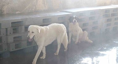 Bağcılar'da barınma merkezindeki sokak hayvanları buharla serinletiliyor