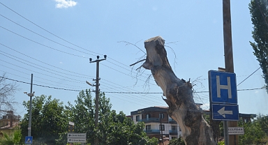 Balıkesir Caddesindeki Koruma Altındaki Çınar Ağaçları Neden Kuruyor?