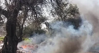 Balıkesir'de çıkan yangında 12 dekar zeytinlik alan zarar gördü    