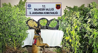 Balıkesir'de Organize Suç Operasyonu: 36 Gözaltı   