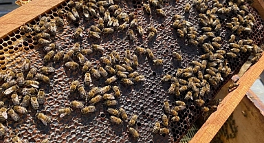 Bandırma'da Bal Hasadı Başladı   