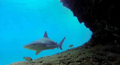 Boncuk Koyu önemli kum köpek balığı üreme alanı oldu