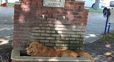 Burhaniye’de aşırı sıcaklar köpekleri de bunalttı