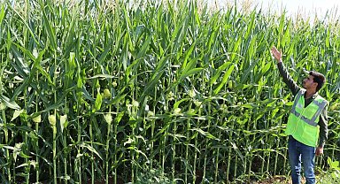 Büyükşehir, mısır üretiminde istenilen kaliteye ulaştı