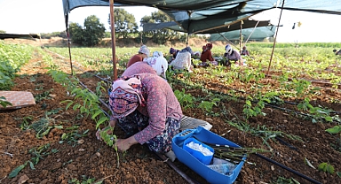 Ceviz Fidanları Aşılanmaya Başlandı 