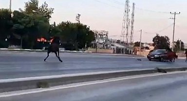 Çevre yolunda başıboş at otomobile çarptı