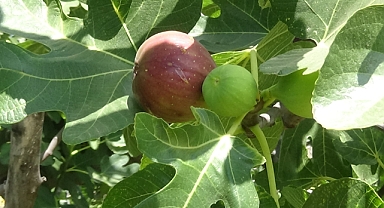 Coğrafi İşaretli Havran Siyah İncirinde Hasat Başladı